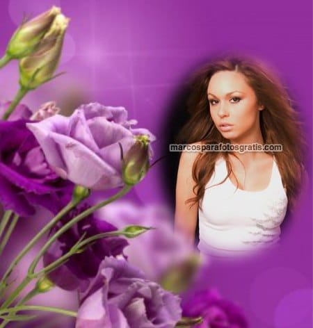 marcos de rosas violetas