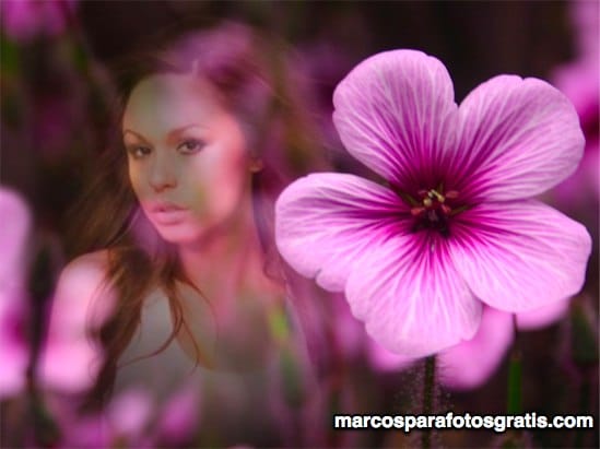 Marco con bonita flor rosada
