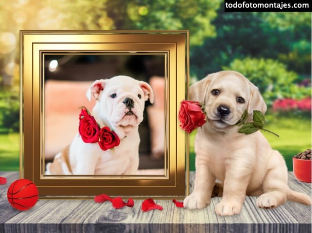 Fotomontaje de perritos y cachorros